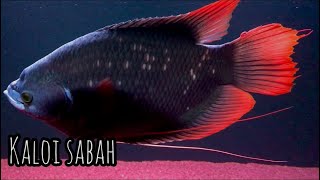 Kaloi Sabah Red Tailed Giant Gourami  Part 2 [upl. by Fremont]