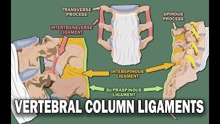 VERTEBRAL COLUMN ANATOMY 22  Ligaments and the Spinal Cord [upl. by Anderea]