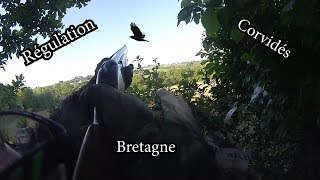 Régulation des corvidés en Bretagne 2018  Partie 2 [upl. by Anneh]