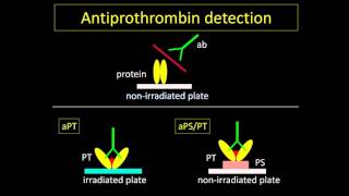 Laura Bertolaccini  New specificities in the antiphospholipid syndrome  The importance of testing [upl. by Leonelle]