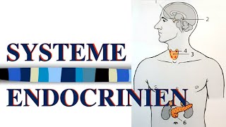 ANATOMIE HUMAINE 🩺  LE SYSTÈME ENDOCRINIEN 💛💚 [upl. by Fish]