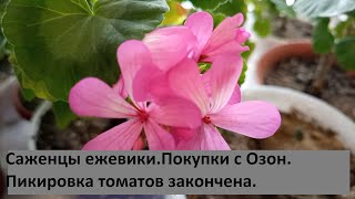 Все понемногуРассада томатов Саженцы бесшипой ежевики Покупки с Озон [upl. by Iand]