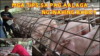 MAGKANO KAYA ANG KITA NG PAG ALAGA NG INAHING BABOY I SUKAT NG GESTATING PEN I FARM VISIT [upl. by Oinotla]