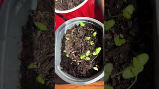 Growing Lavender from seeds [upl. by Gratianna]