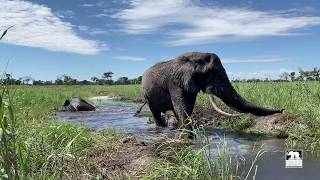 The Okavango Delta has water again  Living With Elephants Foundation  Botswana [upl. by Lydnek]