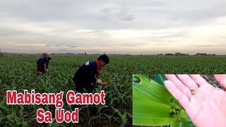 vlog279 MABISANG GAMOT PANG PUKSA SA UOD [upl. by Watkins]