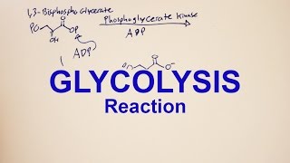 Glycolysis with Arrow Pushing [upl. by Melania]