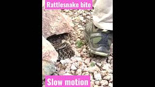 Rattlesnake bite in slow motion 🐍 [upl. by Anitel]