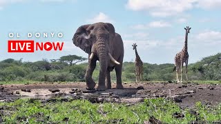 ol Donyo Lodge  Wildlife Live Stream – Kenya [upl. by Cohe]