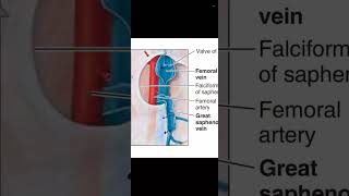 Arteries and Veins of the Lower Limb Dr Adel Bondok [upl. by Obnukotalo234]