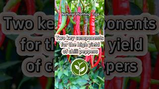 Two key components for the high yield of chili peppers shortvideo plants youtubeshorts video [upl. by Caundra]