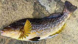 How To Catch amp Cook KELP GREENLING Ocean Shores North Jetty Fishing For Greenling [upl. by Otaner]