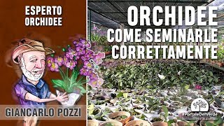 Come seminare le orchidee nella cappa sterile umida o a maniche [upl. by Giarg]