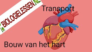 Bouw van het hart en de bloedsomloop deel1 [upl. by Nymsaj]