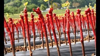 Viticulture production de barbus plants de vigne résistant au Phylloxera [upl. by Rednaeel672]