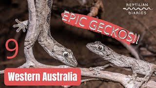 Epic Geckos Wow these things are incredibleHerping Western Australia [upl. by Betthezel]