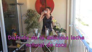 Como hacer LECHE DE COCO con COCO FRESCO  Cocina VEGANA FÁCIL [upl. by Nuahsel]