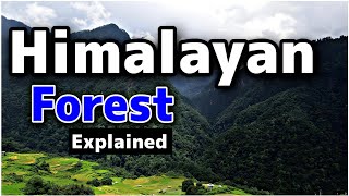 Himalayan Forest Explained in Urdu  InsightFulLensTv [upl. by Notsae384]