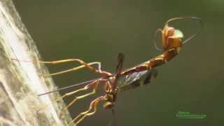 Giant Ichneumon Wasp Megaryhssa macrurus Ovipositing [upl. by Ernie]