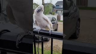 this cockatoo bird is really enjoying body and head dancing cockatoos birds shortfeeds shorts [upl. by Ybbil]