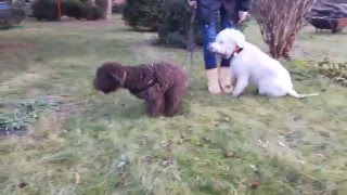 Lagotto Romagnolo playing HD [upl. by Atiluap418]