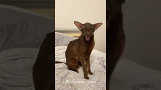 Lovely Carla Meow  Oriental Shorthair Cat shorts [upl. by Caravette]