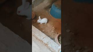 baby rabbit and mother rabbit🐰🐇ytshorts youtubeshorts shortshouserabbit cute animals [upl. by Avon]