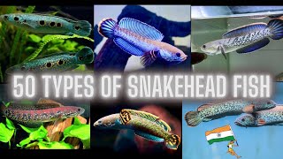 50 TYPES OF SNAKEHEAD FISH CHANNA FISH [upl. by Tabina]