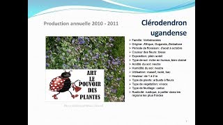 Tuto jardin Clérodendron Ugandense fiche technique plante annuelle [upl. by Ellehcsar513]