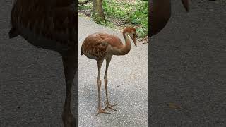 Synchronized walking with funny replay sandhillcranes [upl. by Yeh]