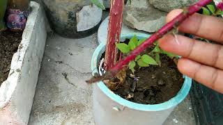 111How to grow cockscombcelosia from cutting very easy without any rooting hormone [upl. by Annoled]