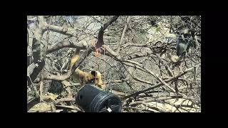 Northen White Cheeked Gibbons eating and playing [upl. by Fuhrman]