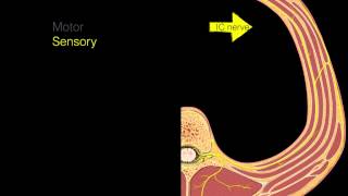 Intercostal nerves [upl. by Ruffina992]