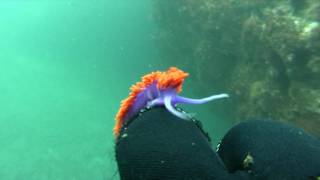 Spanish Shawl Nudibranch [upl. by Ennasirk]