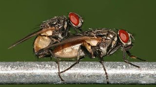 House fly Mating [upl. by Adnilg]