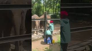 Feeding food to elephant in Bannerghatta song music [upl. by Anelliw990]