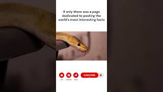 quotHow Snakes Smell with Their Tongues 🐍👅quot shorts interestingworldfacts snake smelling [upl. by Ppik]