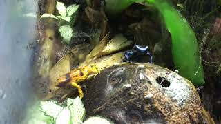 Dendrobates Leucomelas amp Auratus Hunting in Harmony Mixed Species Dart Frog [upl. by Nnayrrehs735]