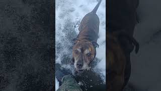 Looney Rescue Staffy part 1 [upl. by Bond]