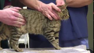 veterinary abdominal palpation cats [upl. by Aicrag]