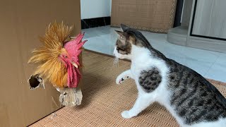 The process of the brave kitten saving the rooster is very hard but it is cute and funnyCats IQ [upl. by Noryd]