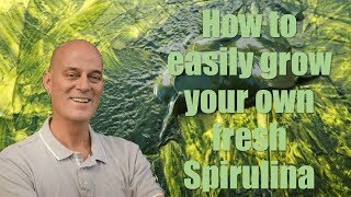 How to easily grow you own fresh Spirulina [upl. by Aicek]