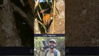 സ്വർണ്ണച്ചിറകുള്ള മരംകൊത്തി  Blackrumped Flameback Woodpecker  Kerala  shorts [upl. by Chaing]