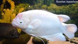 Giant gourami Osphronemus goramy Гурами настоящий [upl. by Leventhal]