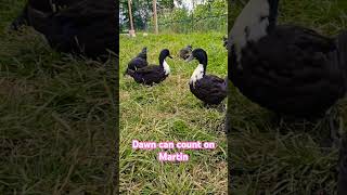 Buddies farmanimals farmlife Ducks duck ducklife pets [upl. by Eimmaj76]