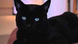 Can a Thumbcat  Prove whats funnier cats or dogs [upl. by Idnat]