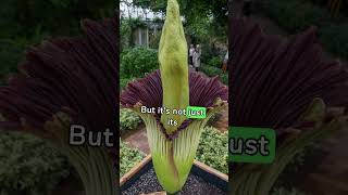 The Corpse Flower Natures Stinky Surprise 💀 plants weird nature strange gross [upl. by Orlantha]