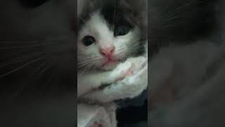 sleepy paws and playful whiskers cute kitten  playing [upl. by Darwin498]