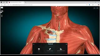 Myologie de lépaule with Dr Mazen N Jron عضلات الكتف مع الدكتور مازن part 1 [upl. by Ycniuq]