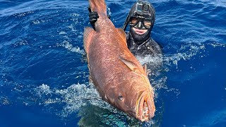 Spearing a big Cubera Snapper offshore [upl. by Liza]